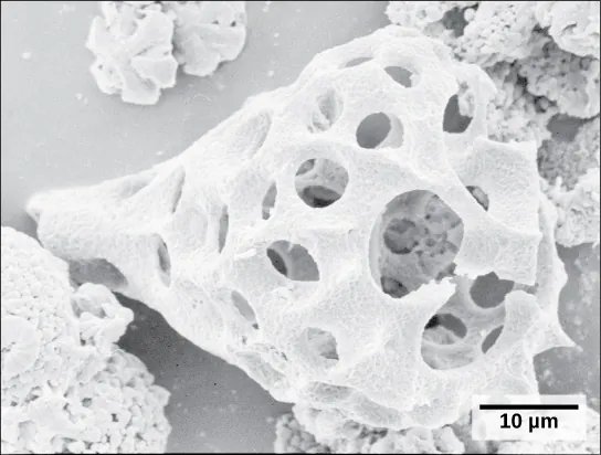 The micrograph shows a tear drop-shaped white structure reminiscent of a shell. The structure is hollow and perfused with circular holes.