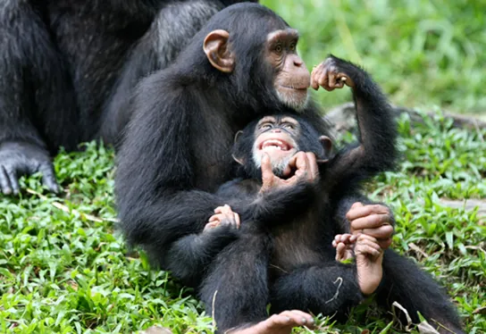 Photo (c) shows chimpanzees.
