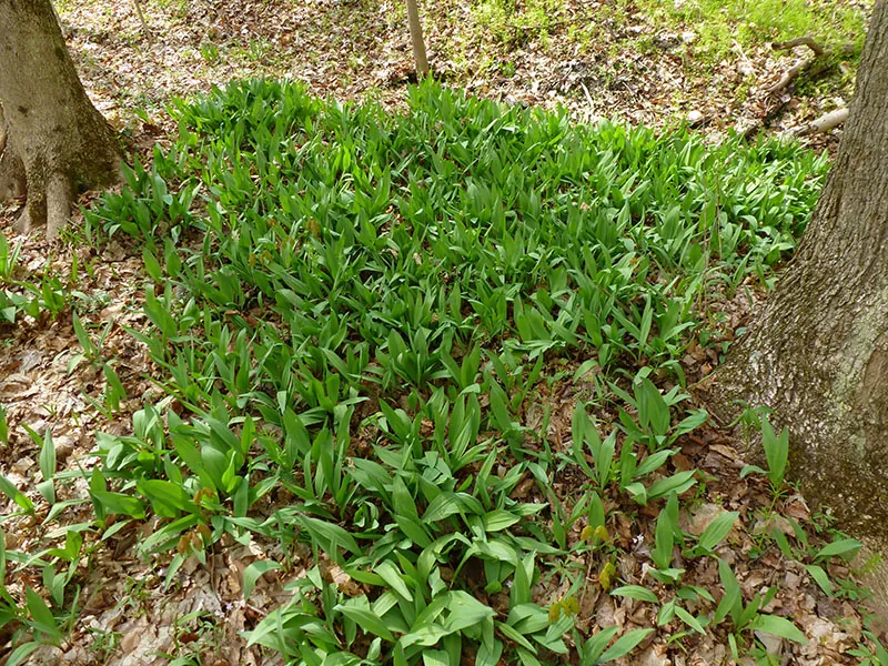 Many ramp plants growing at the base of two trees. The leaves of the plants are about 4 to 6 inches in length and sword shaped.