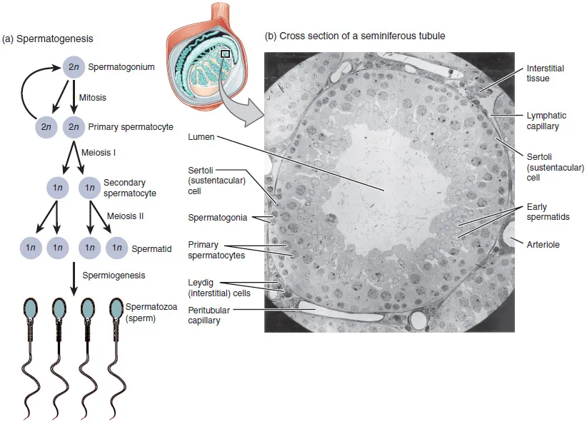 This figure shows the steps in spermatogenesis. The left panel shows a flow chart that outlines the different steps in the formation of sperm. The right panel shows a micrograph with the cross section of a seminiferous tubule.