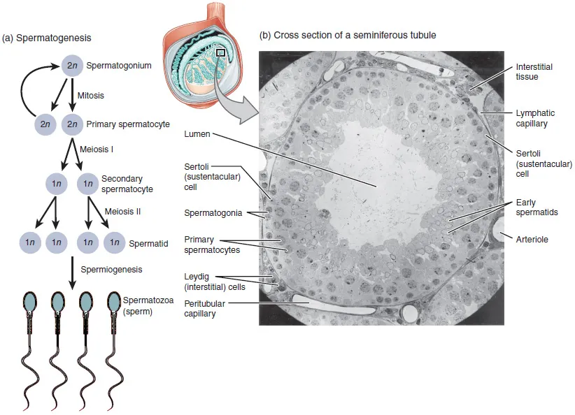 Testis Cross Section Labeled