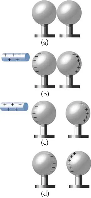 This figure has four parts, each consisting of a pair of spheres adjacent to each other. Each sphere is on a short pedestal, and all spheres and pedestals are equal in size. In Parts (a) and (b), the pair of spheres are touching each other, but in Parts (c) and (d), the pair of spheres are slightly separated from each other. In Part (a), there is no charge on either sphere. In Part (b), a rod marked with plus signs is shown close to the left sphere, which in turn has minus signs along its left edge. The right sphere has plus signs along its right edge. Part (c) is similar to Part (b), except for separation between the pair of spheres. In Part (d), minus signs are aligned along the right edge of the left sphere, and plus signs are aligned along the left edge of the right sphere. There is no rod in Part (d).