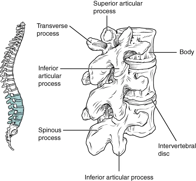 This image shows the location and structure of the lumbar vertebrae. The left panel shows the location of the lumbar vertebrae (highlighted in green) along the vertebral column. The right panel shows the inferior articular process and the major parts are labeled.