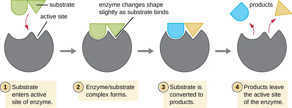 Diagram of enzyme. 1: substrate enters the active site of the enzyme. The drawing shows a relatively spherical enzyme with an opening (labeled active site) that fits the shape of the substrate. 2: Enzyme/substrate complex forms. The diagram shows the substrate binding to the opening in the enzyme and the enzyme changing shape slightly to better fit the substrate. 3: Substrate is converted to products. This is shown by the substrate breaking in half. 4: Products leave the active site of the enzyme.