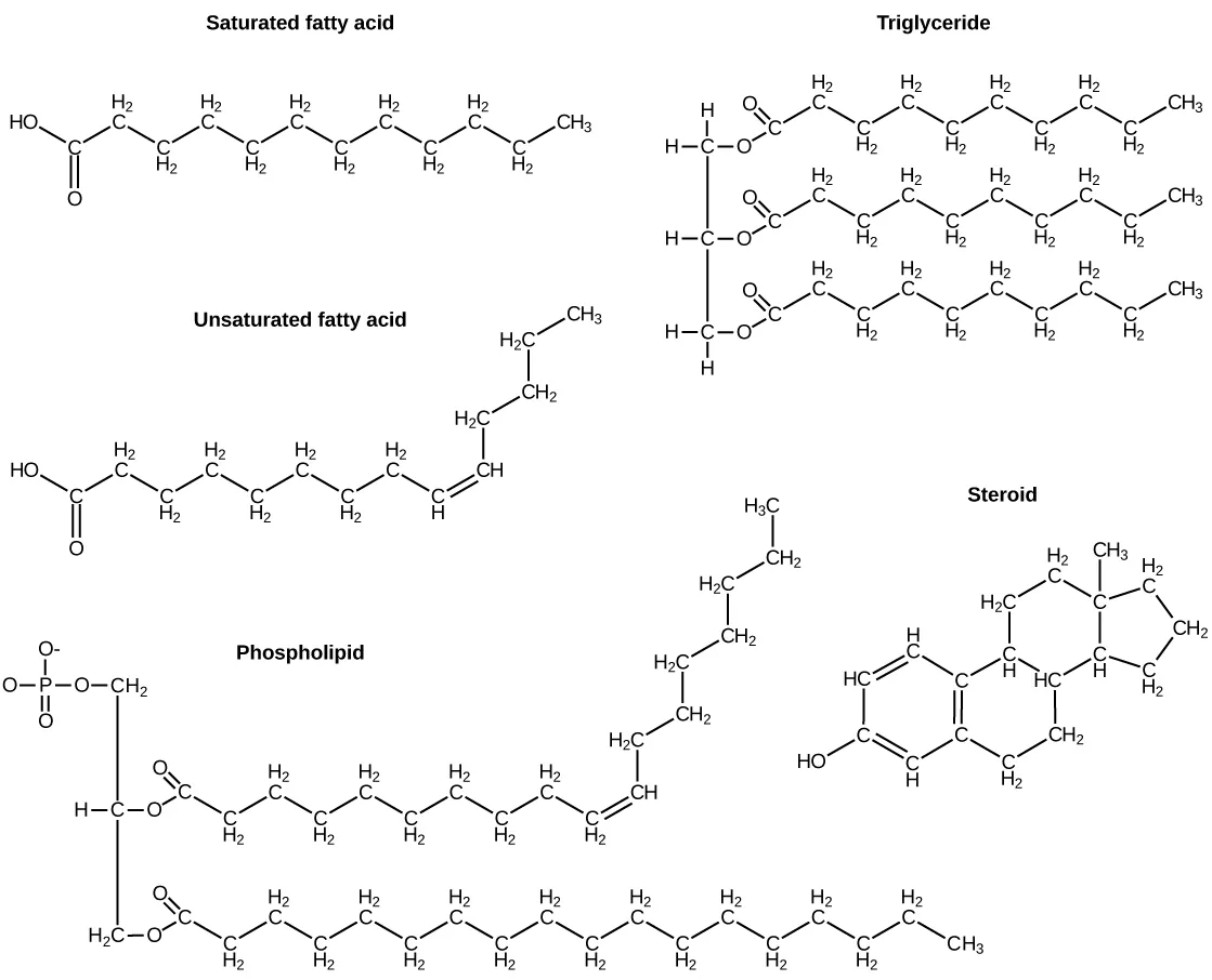 Images of the molecular structures of a saturated fatty acid, unsaturated fatty acid, triglyceride, steroid, and phospholipid.