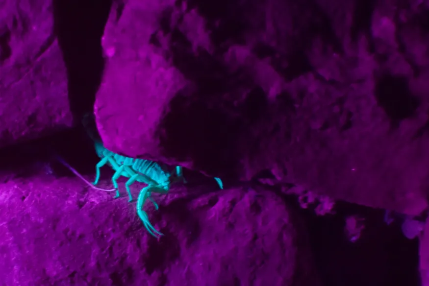 The image shows a scorpion hiding in the cracks of rocks. The skin of the scorpion glows blue when illuminated by an ultraviolet light in contrast to the rocks, which glow in violet color.