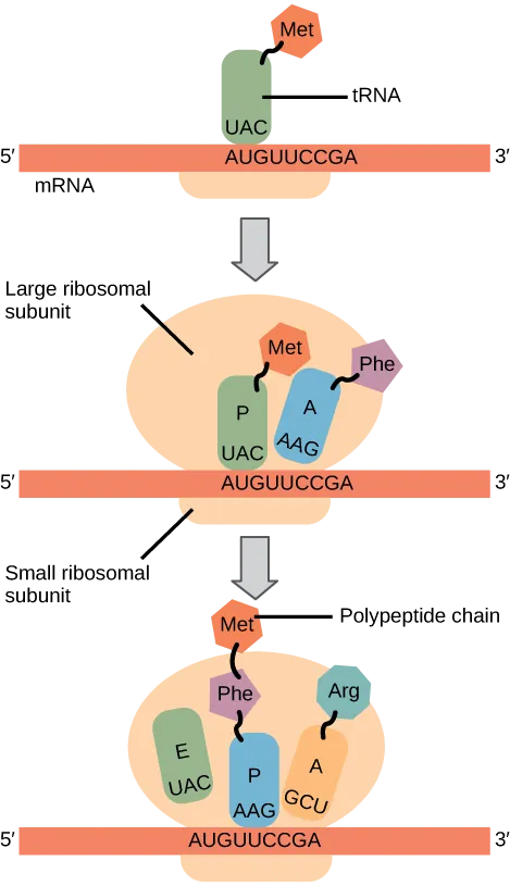 Illustration shows the steps of protein synthesis. First, the initiator tRNA recognizes the sequence AUG on an mRNA that is associated with the small ribosomal subunit. The large subunit then joins the complex. Next, a second tRNA is recruited at the A site. A peptide bond is formed between the first amino acid, which is at the P site, and the second amino acid, which is at the A site. The mRNA then shifts and the first tRNA is moved to the E site, where it dissociates from the ribosome. Another tRNA binds at the A site, and the process is repeated. 