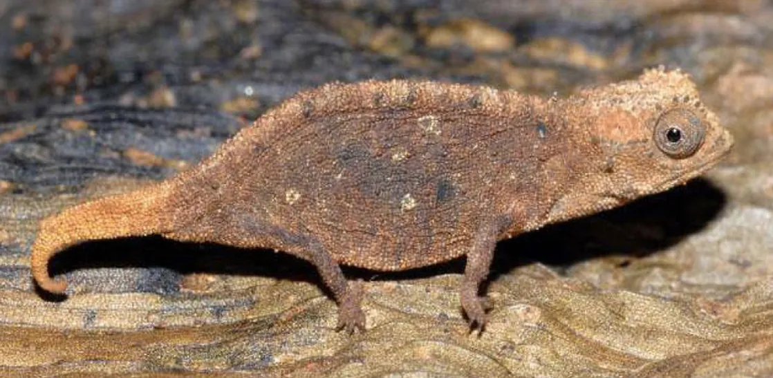 The photo shows a mottled brown chameleon that blends into the leaf it sits on.