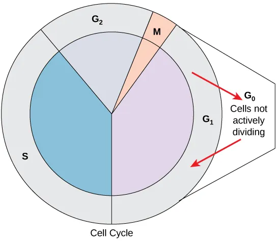 The cell cycle is shown in a circular graphic, with four stages. The S stage accounts for about 40 percent of the cycle. The G2 stage accounts for about 19 percent. Mitosis accounts for 2 percent, and G1 accounts for 39 percent. An arrow is shown exiting the G1 stage that points to the G0 stage outside the circle, in which cells are not actively dividing. Another arrow points from the G0 stage back into the G1 stage, where cells may re-enter the cycle.