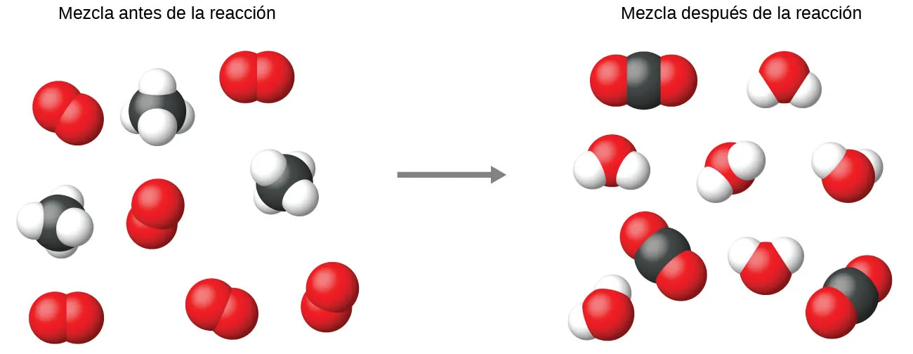 Esta imagen tiene un lado izquierdo, etiquetado, "Mezcla antes de la reacción", separado por una línea discontinua vertical del lado derecho etiquetado, "Mezcla después de la reacción". En la parte izquierda de la figura, se ilustran dos tipos de moléculas con modelos de espacio lleno. Seis de las moléculas tienen solo dos esferas rojas unidas. Tres de las moléculas tienen cuatro pequeñas esferas blancas distribuidas uniformemente y unidas a una esfera negra central más grande. A la derecha de la línea vertical discontinua, se muestran dos tipos de moléculas diferentes a las del lado izquierdo. Seis de las moléculas tienen una esfera roja central a la que se unen esferas blancas más pequeñas. Las esferas blancas no están opuestas en los átomos rojos, lo que da a la molécula una forma o apariencia doblada. El segundo tipo de molécula tiene una esfera negra central a la que se adhieren dos esferas rojas en lados opuestos, lo que da una forma o apariencia lineal. Observe que en los modelos de espacio lleno de las moléculas, las esferas aparecen ligeramente comprimidas en las regiones donde hay un enlace entre dos átomos. A cada lado de la línea discontinua hay doce esferas rojas, tres negras y doce blancas.