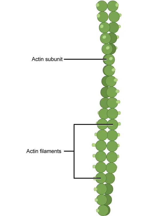 This illustration shows two actin filaments wound together. Each actin filament is composed of many actin subunits connected together to form a chain.