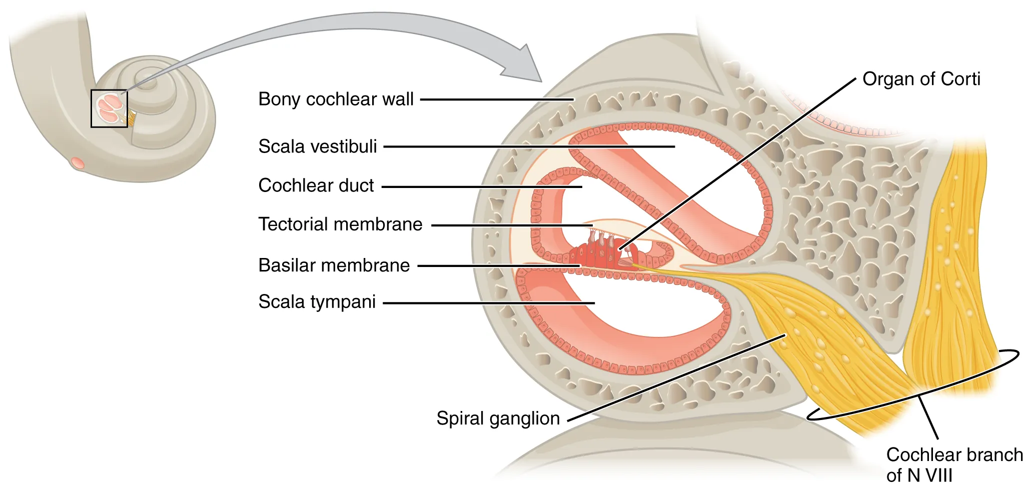 This diagram shows the structure of the cochlea in the inner ear.