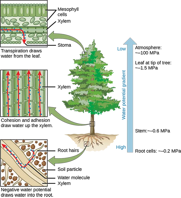 Illustration shows a pine tree. A blowup of the root indicates that negative water potential draws water from the soil into the root hairs, then into the root xylem. A blowup of the trunk indicates that cohesion and adhesion draws water up the xylem. A blowup of a leaf shows that transpiration draws water from the leaf through the stoma. Next to the tree is an arrow showing water potential, which is low at the roots and high in the leaves. The water potential varies from approximately 0.2 upper case M upper case P lower case a, in the root cells to approximately 0.6 M P a in the stem and from approximately 1.5 M P a in the highest leaves, to approximately 100 M P a in the atmosphere.