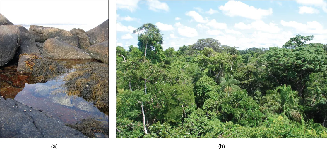 Left photo shows a rocky tide pool with seaweed and snails. Right photo shows the Amazon Rainforest.