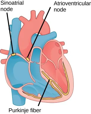 Illustration of human heart with the left atrium and ventricle shaded red and the right atrium and ventricle shaded blue; the sinoatrial node and atrioventricular node are labeled, with the sinoatrial node positioned at the top of the right atrium and the atrioventricular nose at the juncture of the right atrium and ventricle on the exterior of the heart. The Purkinje fiber are depicted between the right and left ventricles branching mid-way down.