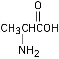 A C H 3 group linked to a C H connected to an amine group is shown. The C H is connected to a C O O H group.