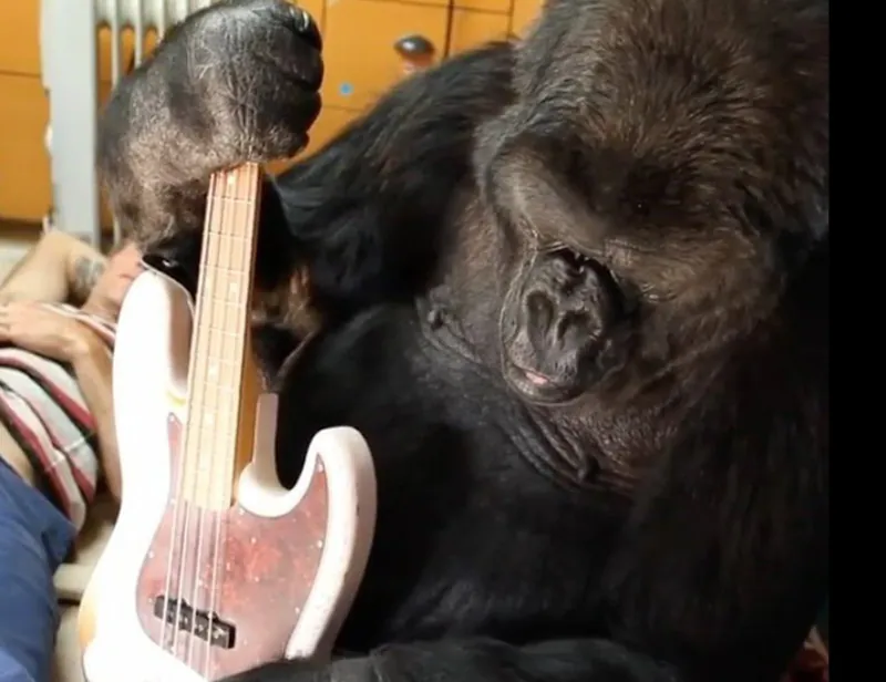 A gorilla holding a guitar by the neck.