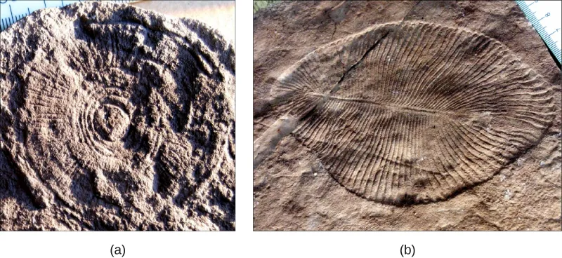Part a shows a fossil that resembles a wheel, with spokes radiating out from the center, imprinted on a rock. Part b shows a fossil that resembles a teardrop shaped leaf, with grooves radiating out from a central rib.