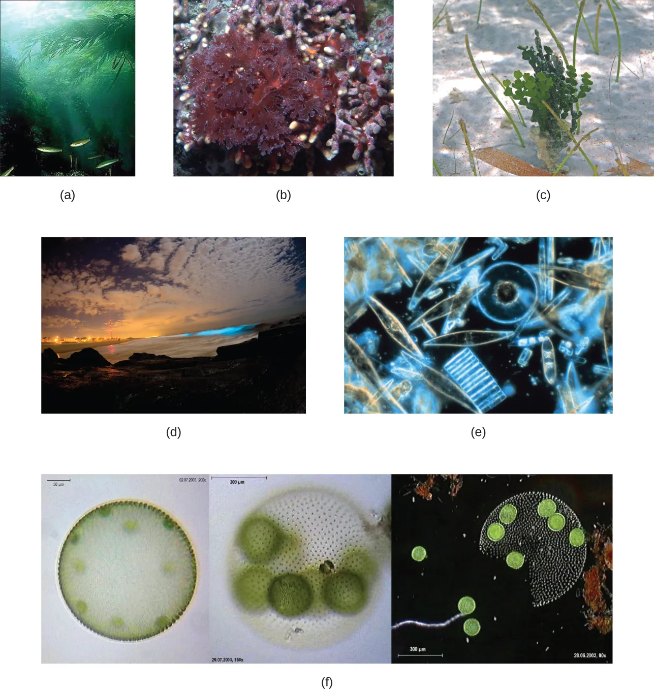 a) A photograph of long green kelp in the ocean b) A photograph of a red leafy structure. C) A photograph of a green leafy structure. D) a photograph of lighted regions of a waterway. E) A micrograph of cells of various shapes that look like they are made out of glass. F) a micrograph of a sphere made of many greed dots. Smaller greens spheres can be seen inside the larger sphere. The smaller spheres are released when the larger one ruptures.