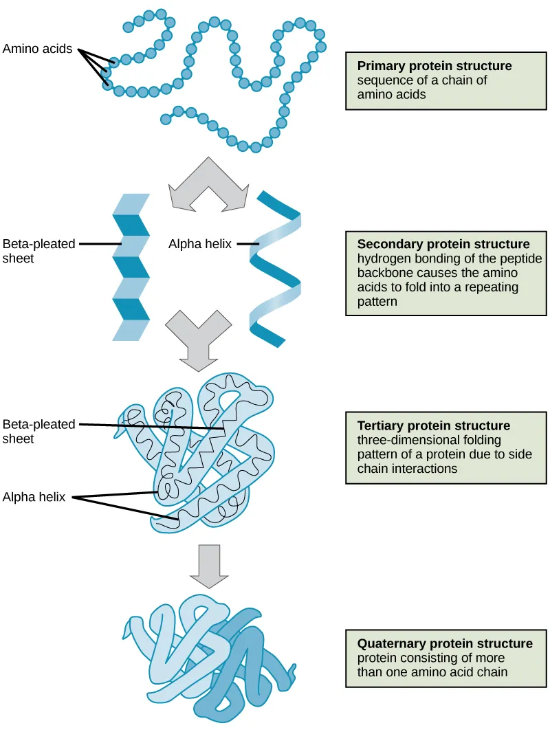Four types of protein structure