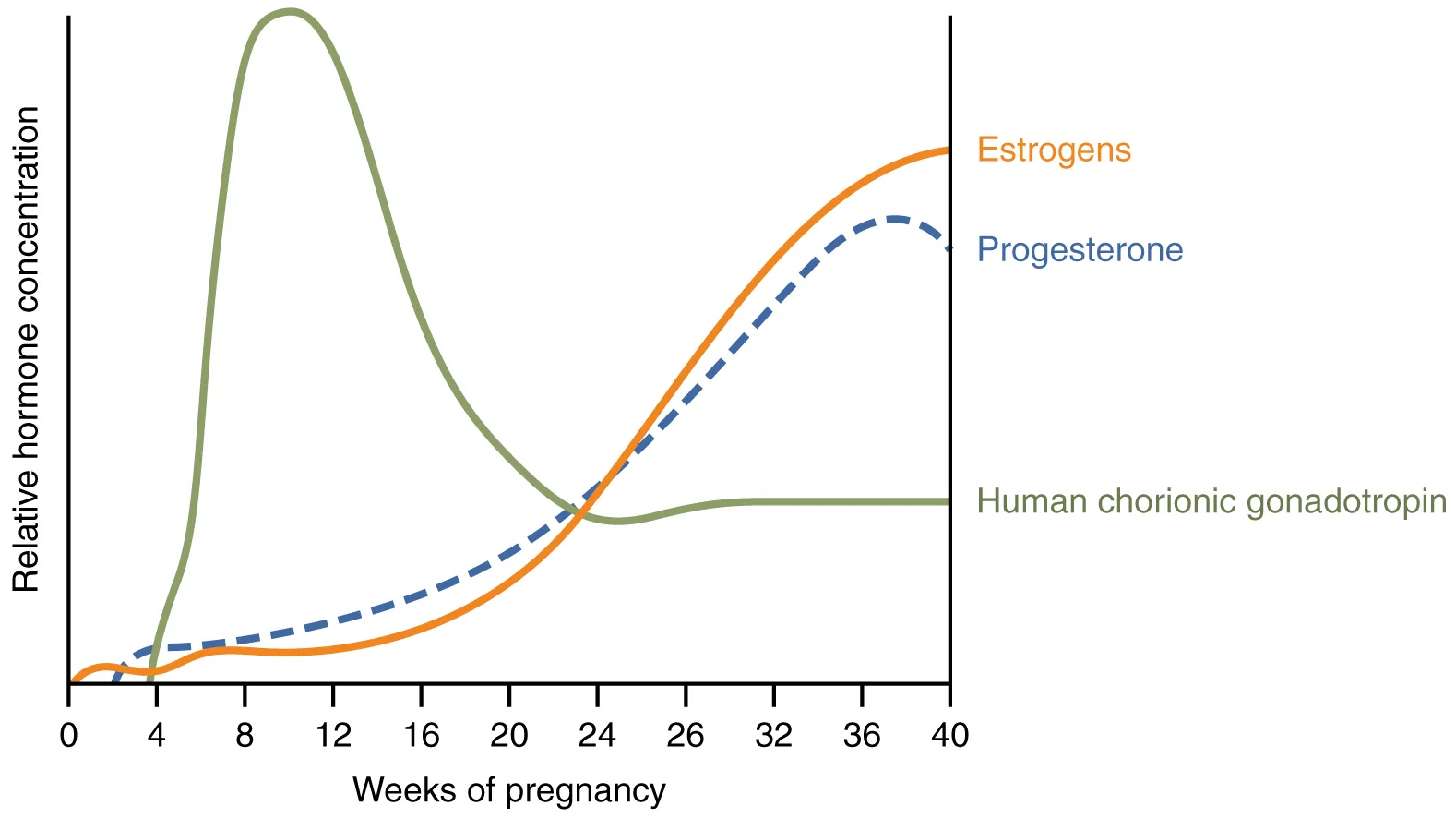 A graph hormone concentration versus week of pregnancy shows how three hormones vary throughout pregnancy.