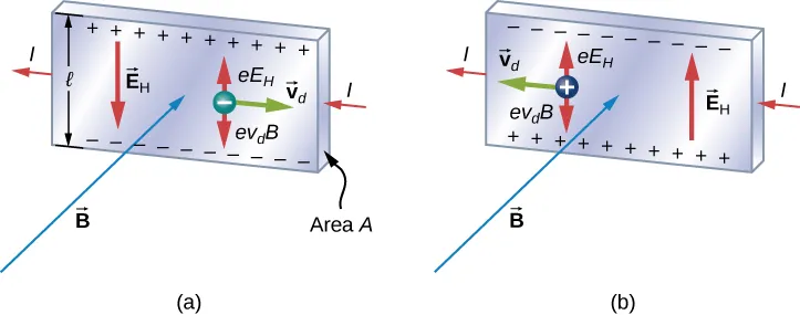 An illustration of the Hall effect: In both figures, the current in the strip is to the left and the magnetic field points into the page. In figure a, a negative charge is moving to the right with velocity v d. Positive charges accumulate at the top of the strip, negative charges at the bottom of the strip. An electric field E sub H points down. The moving charge experiences an upward force e E sub H and a downward force e v sub d B. In figure b, a positive charge is moving to the left with velocity v d. Negative charges accumulate at the top of the strip, positive charges at the bottom of the strip. An electric field E sub H points up. The moving charge experiences an upward force e E sub H and a downward force e v sub d B.