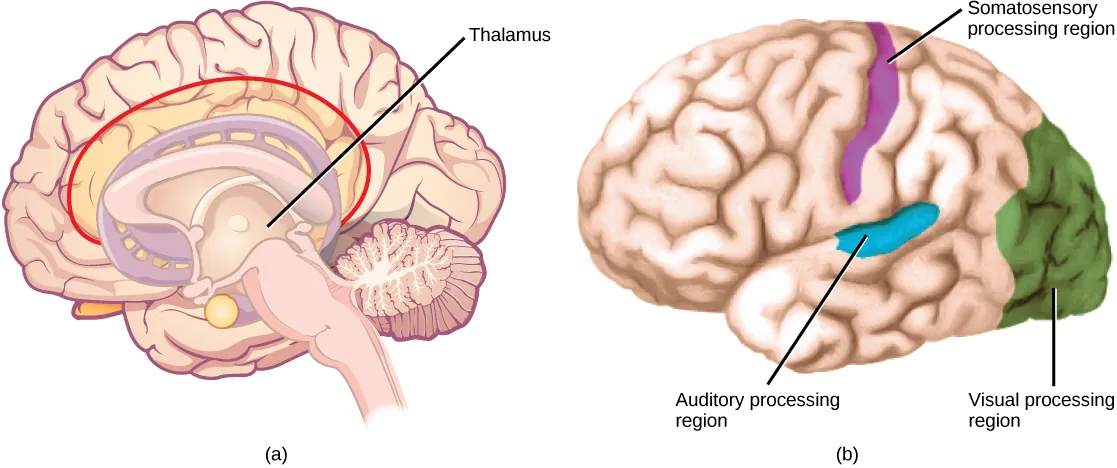 Illustration A shows side view of a human brain. The thalamus is in the inner, middle part. Illustration B shows the location of sensory processing regions in the brain. The visual processing region is at the back of the brain, the auditory processing region is in the middle of the brain, and the somatosensory processing region is located in a sliver-like region in the upper part of the brain and extending halfway down.