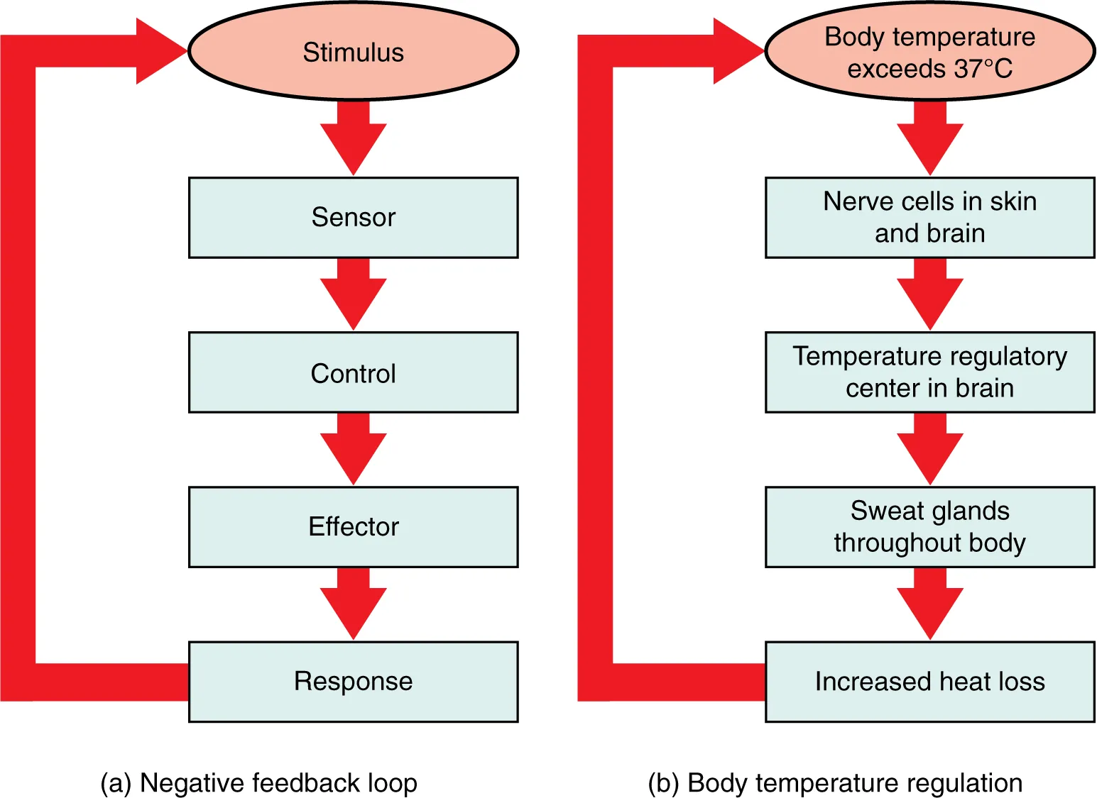 This figure shows two flow charts labeled A and B. Chart A shows a general negative feedback loop. The loop starts with a stimulus. Information about the stimulus is perceived by a sensor which sends that information to a control center. The control center sends a signal to an effector, which creates a response. That then feeds back to the top of the flow chart by inhibiting the stimulus. Part B shows body temperature regulation as an example of negative feedback system. Here, the stimulus is body temperature exceeding 37 degrees Celsius. The sensor is a set of nerve cells in the skin and brain and the control center is the temperature regulatory center of the brain. The effectors are sweat glands throughout the body which lead to increased heat loss and inhibit the rising body temperature.