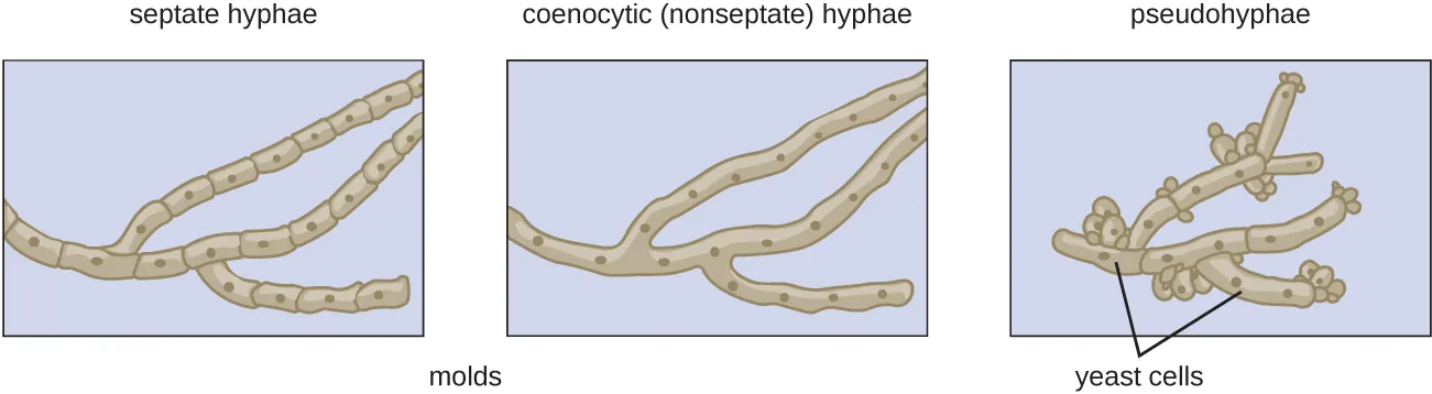 True Hyphae