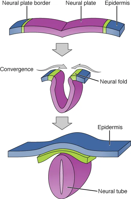 Illustration shows a flat sheet. The middle of the sheet is the neural plate, and the epidermis is at either end. The neural plate border separates the neural tube from the epidermis. During convergence the plate folds, bringing the neural folds together. The neural folds fuse, joining the neural plate into a neural tube. The epidermis separates and folds around the outside.