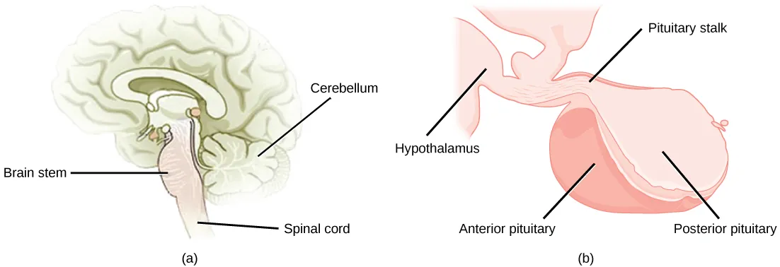 The pituitary gland sits at the base of the brain, just above the brain stem. It is lobe-shaped and hangs down from the hypothalamus, to which it is connected to via a narrow stalk. The anterior part of the pituitary is toward the front, and the posterior end is toward the back.