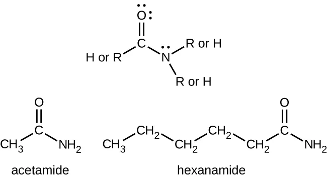 This figure shows three structures. Two examples are provided. The basic structure has an H atom or R group bonded to a C atom which is double bonded to an O atom. The O atom as two sets of electron dots. The C atom is bonded to an N atom which in turn is bonded to two R groups or two H atoms. The N atom as one set of electron dots. The next structure includes acetamide, which has C H subscript 3 bonded to a C atom with a doubly bonded O atom. The second C atom is also bonded to N H subscript 2. Hexanamide has a hydrocarbon chain of length 6 involving all single bonds. The condensed structure is shown here. To the sixth C atom at the right end of the chain, an O atom is double bonded and an N H subscript 2 group is single bonded.