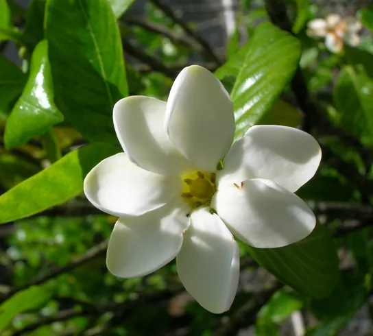 The photo shows a white flower with seven smooth, diamond-shaped petals radiating out from a yellow center. The flower is surrounded by waxy green leaves.
