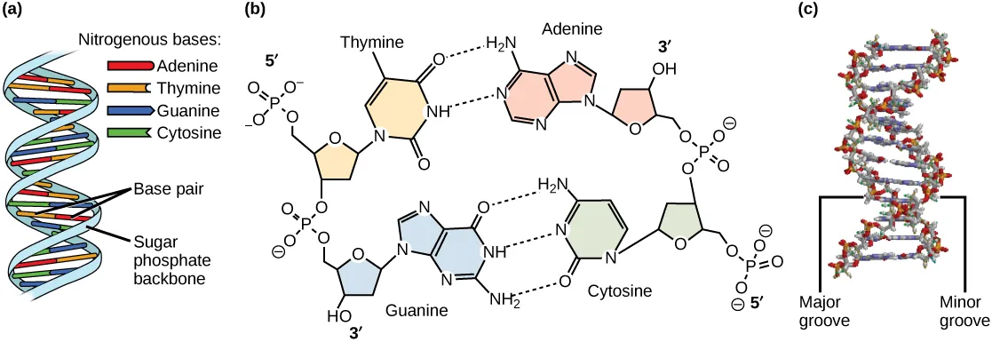 Part A shows an illustration of a DNA double helix, which has a sugar-phosphate backbone on the outside and nitrogenous base pairs on the inside. Part B shows base pairing between thymine and adenine, which form two hydrogen bonds, and between guanine and cytosine, which form three hydrogen bonds. Part C shows a molecular model of the DNA double helix. The outside of the helix alternates between wide gaps, called major grooves, and narrow gaps, called minor grooves.