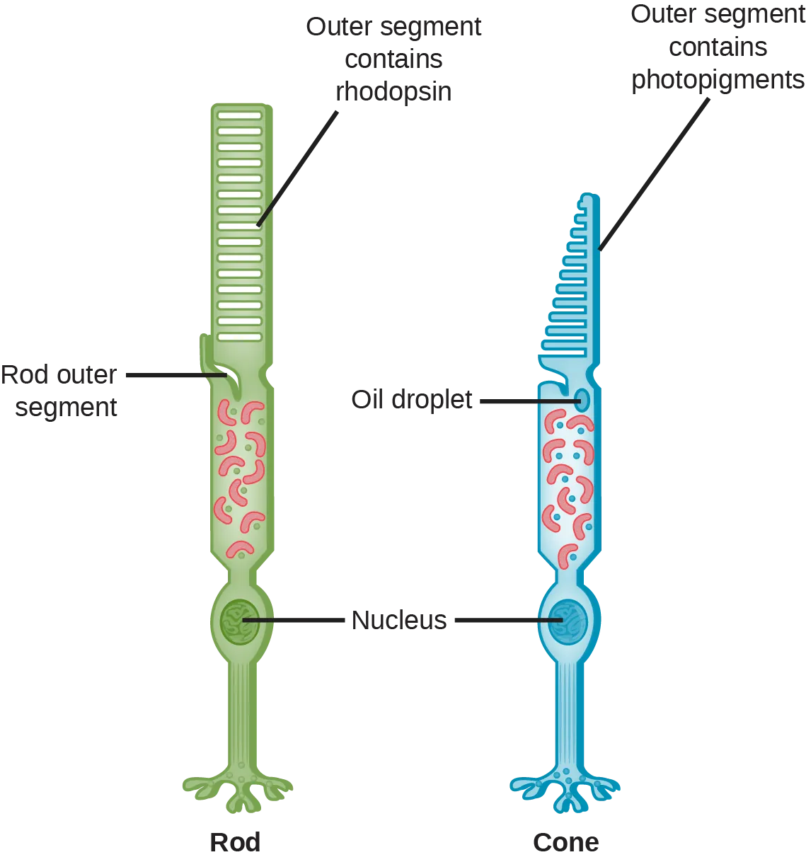 Rods and Cones - StoryMD