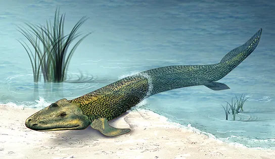 The image shows a tetrapod-like fish with fin-like legs.