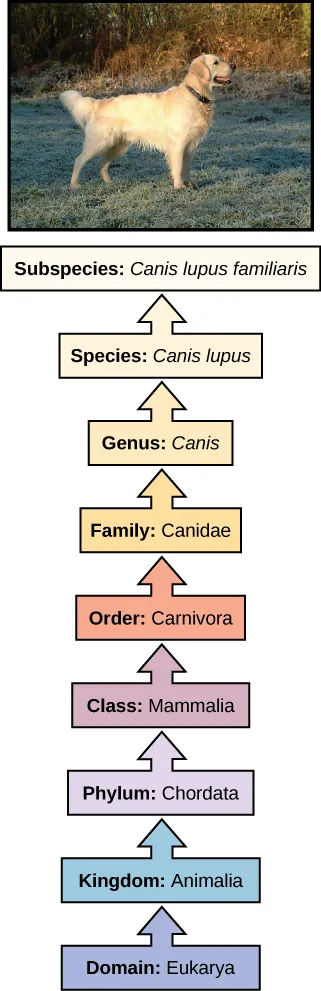 The illustration shows the classification of a dog, which belongs in the domain Eukarya, kingdom Animalia, phylum Chordata, class Mammalia, order Carnivore, family Canidae, genus Canis, species Canis lupus, and the subspecies is Canis lupus familiaris.