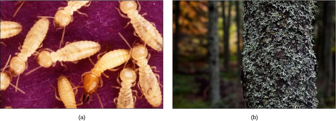 Photo (a) shows yellow termites and photo. Photo (b) shows a tree covered with lichen.