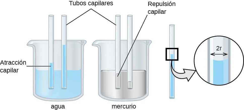 Se muestra una imagen de dos vasos de precipitados y un tubo. El primer vaso que se ve a la izquierda y está marcado como "Agua", está medio lleno de un líquido azul. Se colocan dos tubos capilares abiertos verticalmente en el vaso de precipitados y se introducen en el líquido. El líquido se muestra más alto en los tubos que en el vaso de precipitados y se rotula "Atracción capilar". El segundo vaso, dibujado en el centro y marcado como "Mercurio", está dibujado medio lleno de un líquido gris. Se colocan dos tubos capilares abiertos verticalmente en el vaso de precipitados y se introducen en el líquido. El líquido se muestra más bajo en los tubos que en el vaso de precipitados y se rotula "Repulsión capilar". Las líneas señalan los tubos verticales y los marcan como "Tubos capilares". A la derecha se muestra un dibujo de uno de los tubos verticales del primer vaso de precipitados. Una flecha orientada a la derecha conduce del líquido en el tubo a un recuadro cuadrado que muestra un primer plano de la superficie del líquido. En esta imagen la distancia a través del tubo está marcada como "2 r".