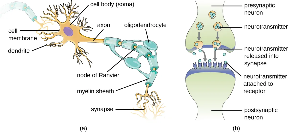 a) A drawing of a neuron. The cell body contains the nucleus and has short projections called dendrite. The cell also has a long projection called an axon wrapped in a layer called the myelin sheath. The myelin sheath layer covers most of the axon but also produces uncovered spaces at set intervals; each space is called a node of Ranvier. The myelin sheath is made from oligodendrocytes. At the end of the axon is a synapse. B) Diagram of a synapse. This is the region where two neurons come together (but they do not touch). The presynaptic neuron releases neurotransmitters into the synapse space. The post synaptic neuron has receptors on which the neurotransmitters attach.