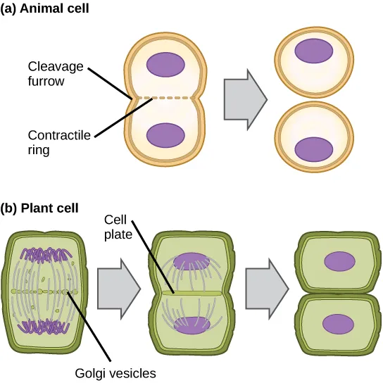 This illustration shows cytokinesis in a typical animal cell and a typical plant cell. In an animal cell, a contractile ring of actin filaments forms a cleavage furrow that divides the cell in two. In a plant cell, Golgi vesicles coalesce at the metaphase plate. A cell plate grows from the center outward, and the vesicles form a plasma membrane that divides the cytoplasm.