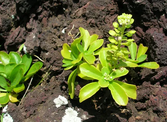 Photo shows a succulent plant growing in bare earth.