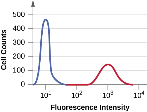 A graph with Fluorescence intensity on the X axis and cell counts on the Y axis. The first peak reaches 450 and the second reaches 100.