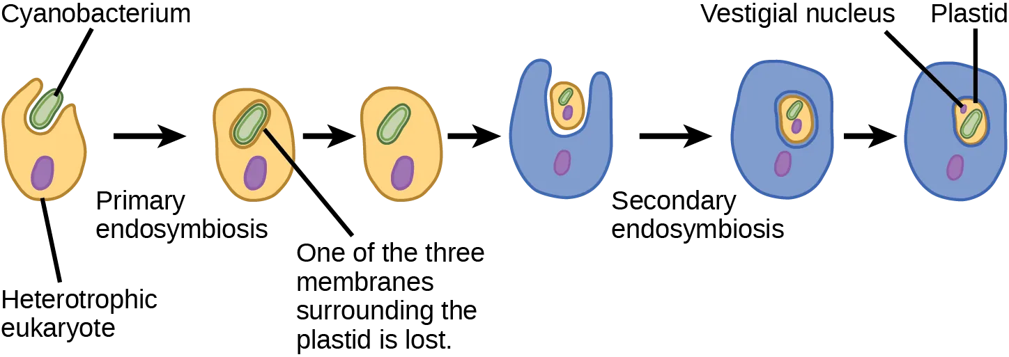 According to the secondary endosymbiosis theory, plastids in modern chlorarachniophytes arose via two endosymbiotic events. In the first event, a cyanobacterium was engulfed by a heterotrophic eukaryote. Cyanobacteria have two membranes and the endosymbiosis event gave rise to a third membrane. One of these membranes was lost. Then, in a second endosymbiotic event, the cell was engulfed by another cell. The first cell became a plastid, an organelle with a vestigial nucleus and an organelle membrane inside it; thus, the plastid has the appearance of a cell within a cell.