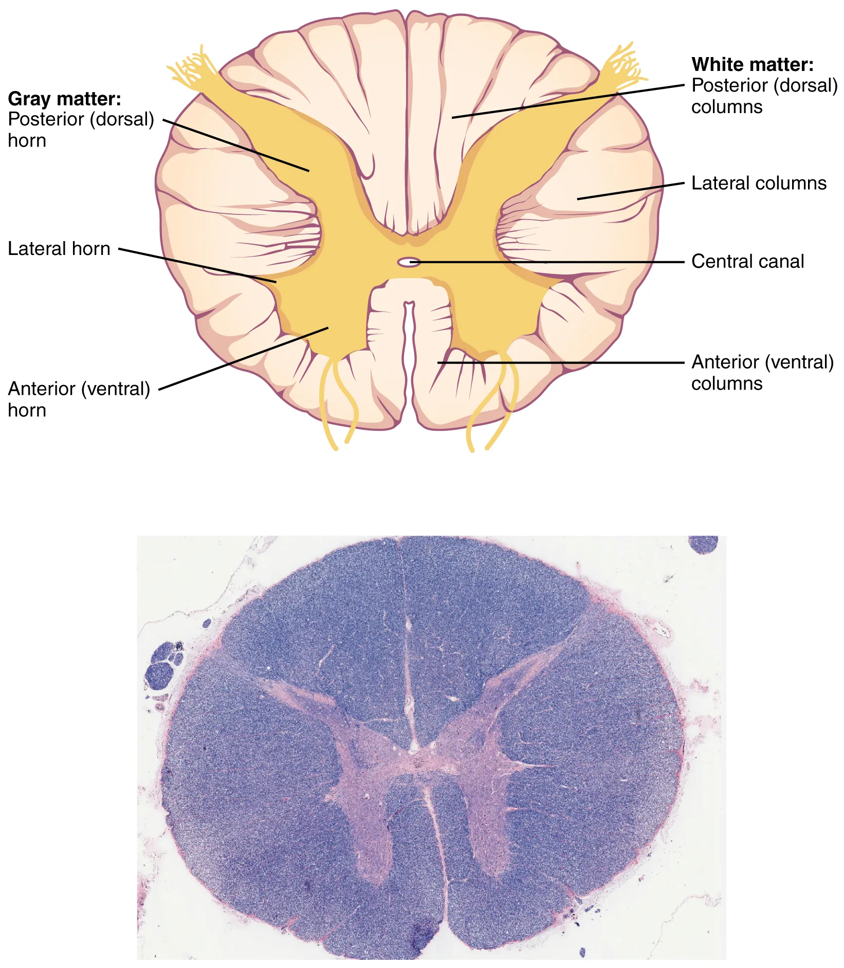 This figure shows the cross section of the spinal cord. The top panel shows a diagram of the cross section and the major parts are labeled. The bottom panel shows an ultrasound image of the spinal cord cross section.