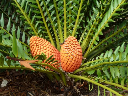 Photo shows a cycad with leaves resembling those of a fern, with thin leaves branching from a thick stem. Two very large cones sit in the middle of the leaves, close to the ground.