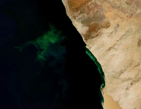 This photo shows a bloom of green bacteria in water.