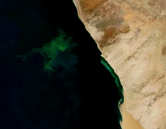 Figure 30.1. The green color seen in these coastal waters is from an eruption of hydrogen sulfide–producing bacteria. These anaerobic, sulfate-reducing bacteria release hydrogen sulfide gas as they decompose algae in the water. (credit: modification of work by NASA/Jeff Schmaltz, MODIS Land Rapid Response Team at NASA GSFC, Visible Earth Catalog of NASA images)