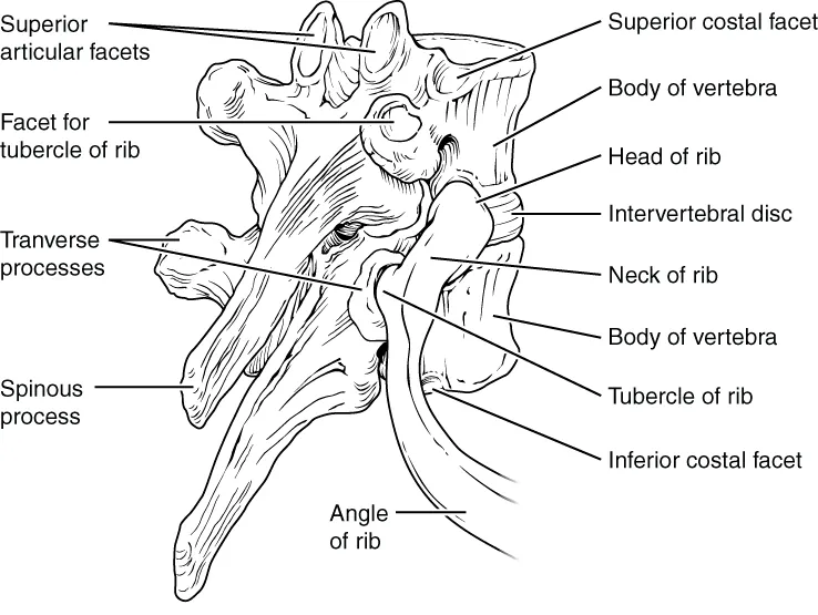 This diagram shows how the thoracic vertebra connects to the angle of the rib. The major parts of the vertebra and the processes connecting the vertebra to the rib are labeled.