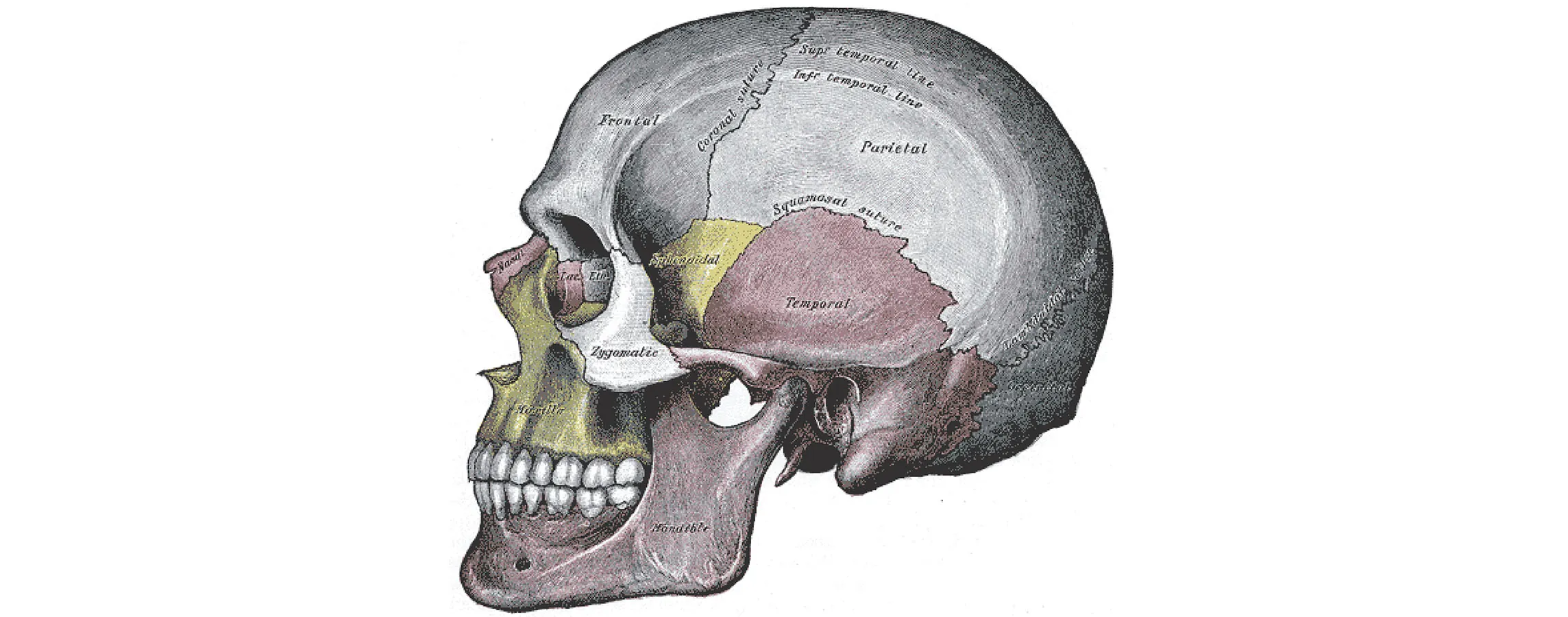 This image shows a side view of the human skull. The major parts of the cell are labeled.
